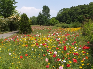 b20140604-7.JPG