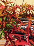 b20140915-12.JPG