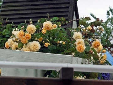 b20150624-2.JPG