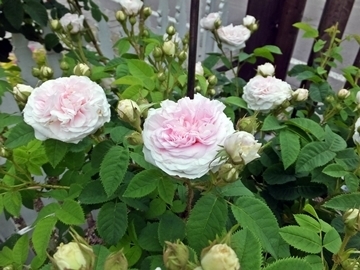 b20150624-8.JPG