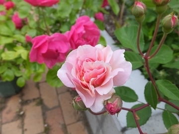 b20150624-9.JPG