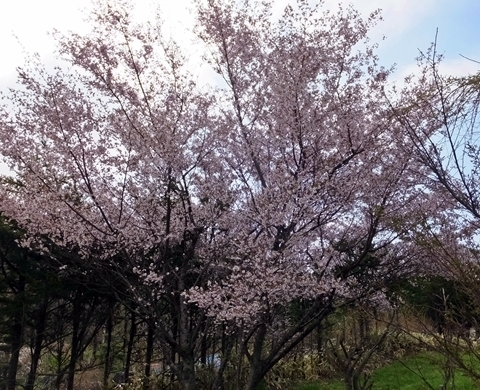 b20180507-6.JPG
