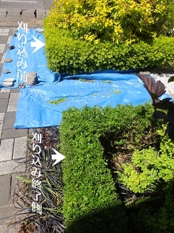 b20200607-5.JPG